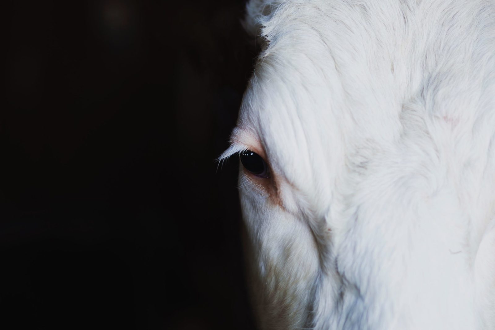 freestocks-qUenEufvdCg-unsplash